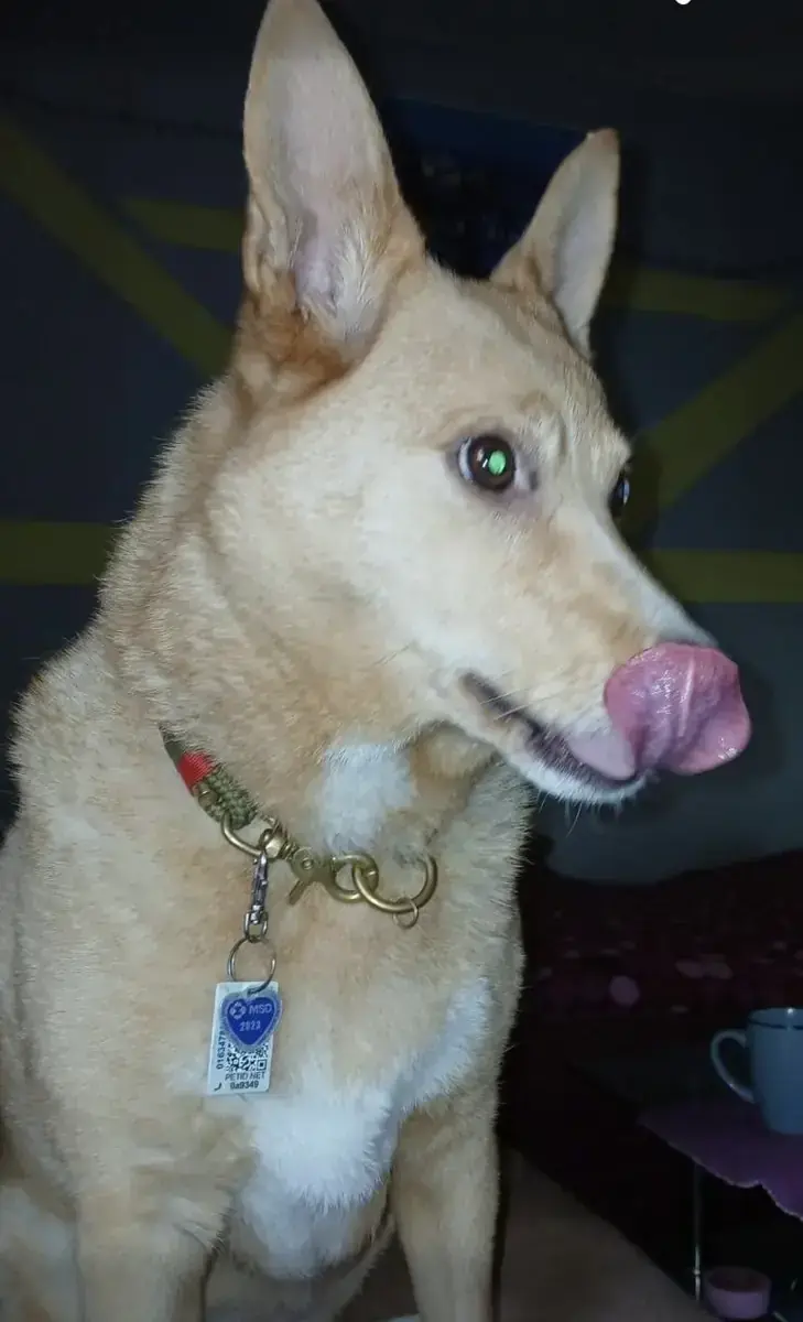 Alpha - Siberian Husky - Bild 3