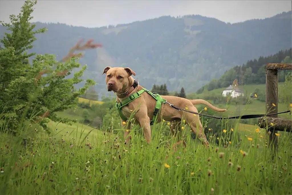 Ace - American Staffordshire Terrier - Bild 14