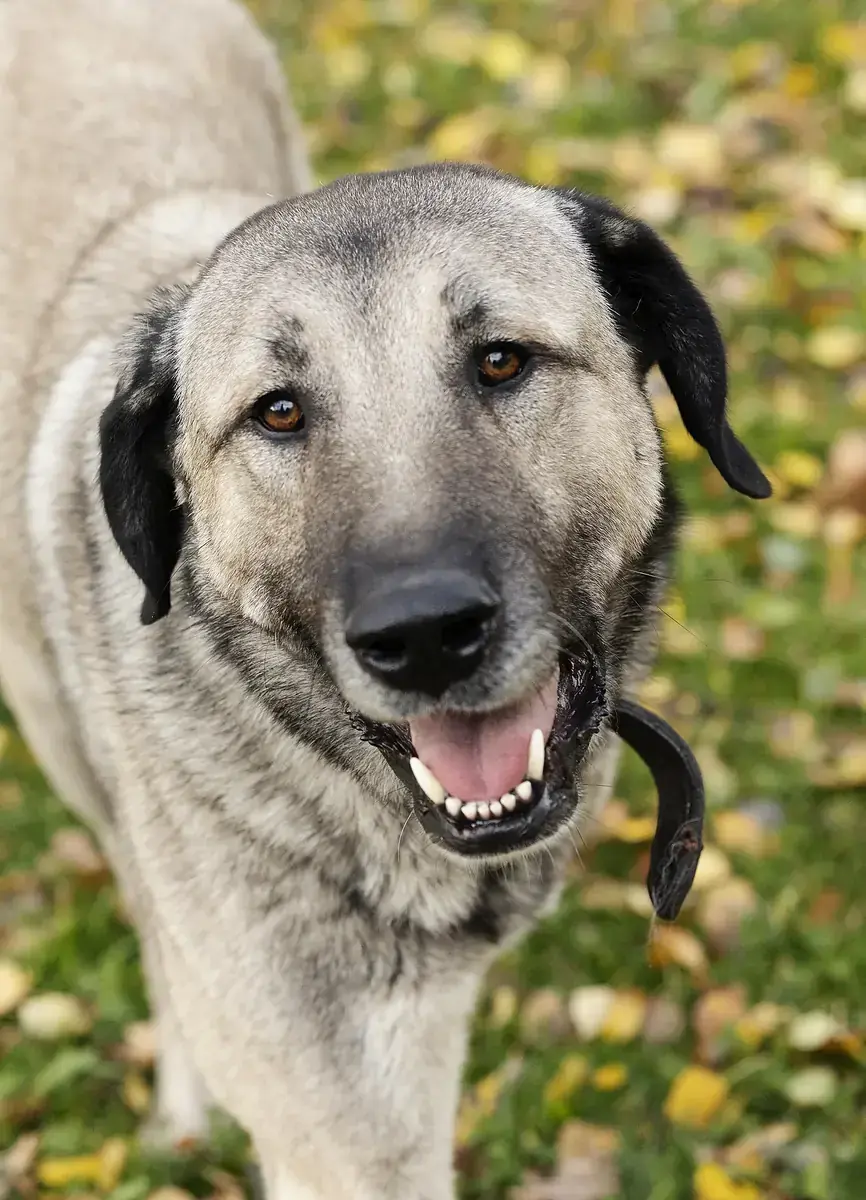 Kangal-Hirtenhund Pascha
