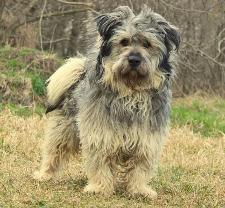 Bobby -  - Bild 14
