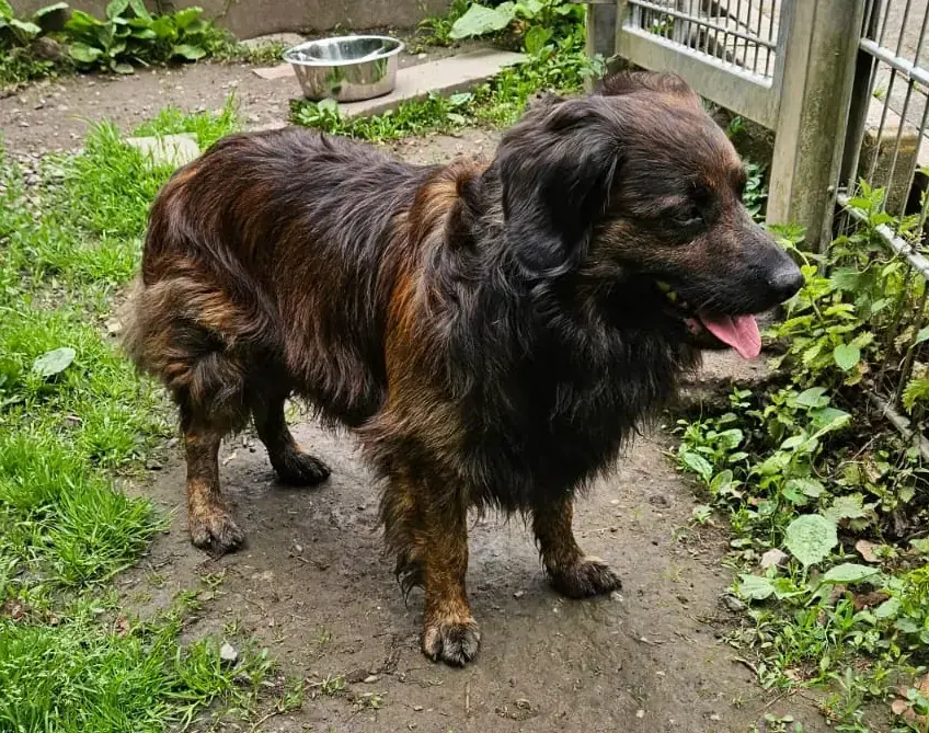 Odin -  - Bild 2