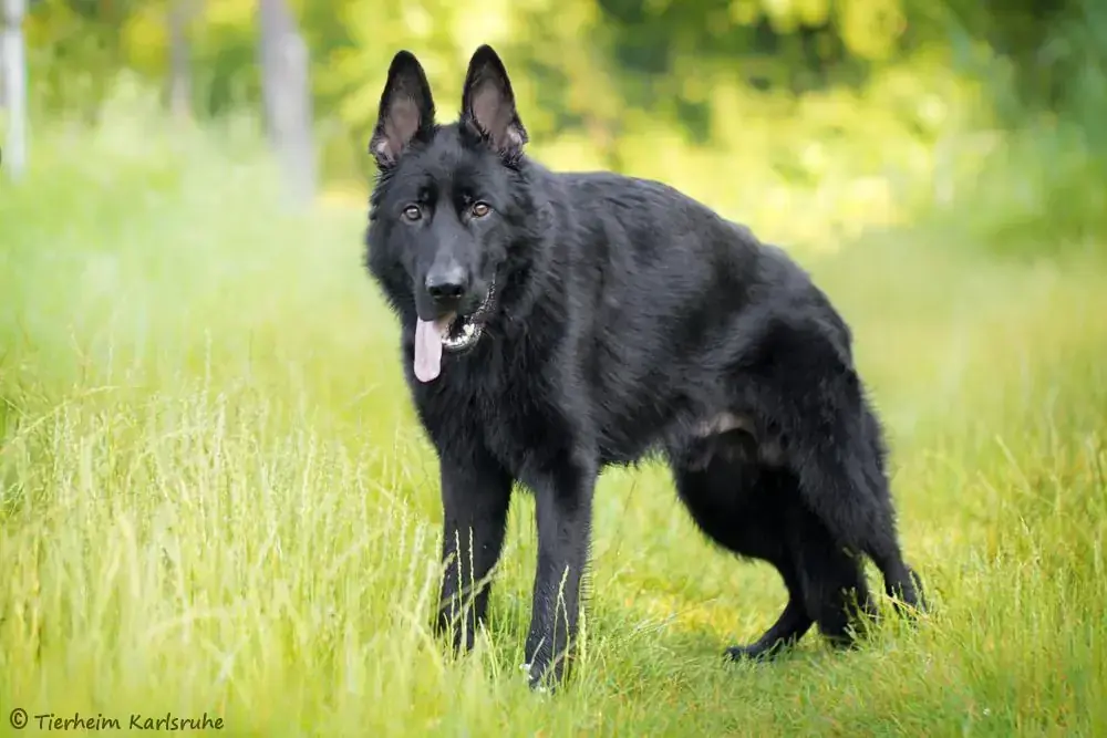 Reus - Deutscher Schäferhund - Bild 2