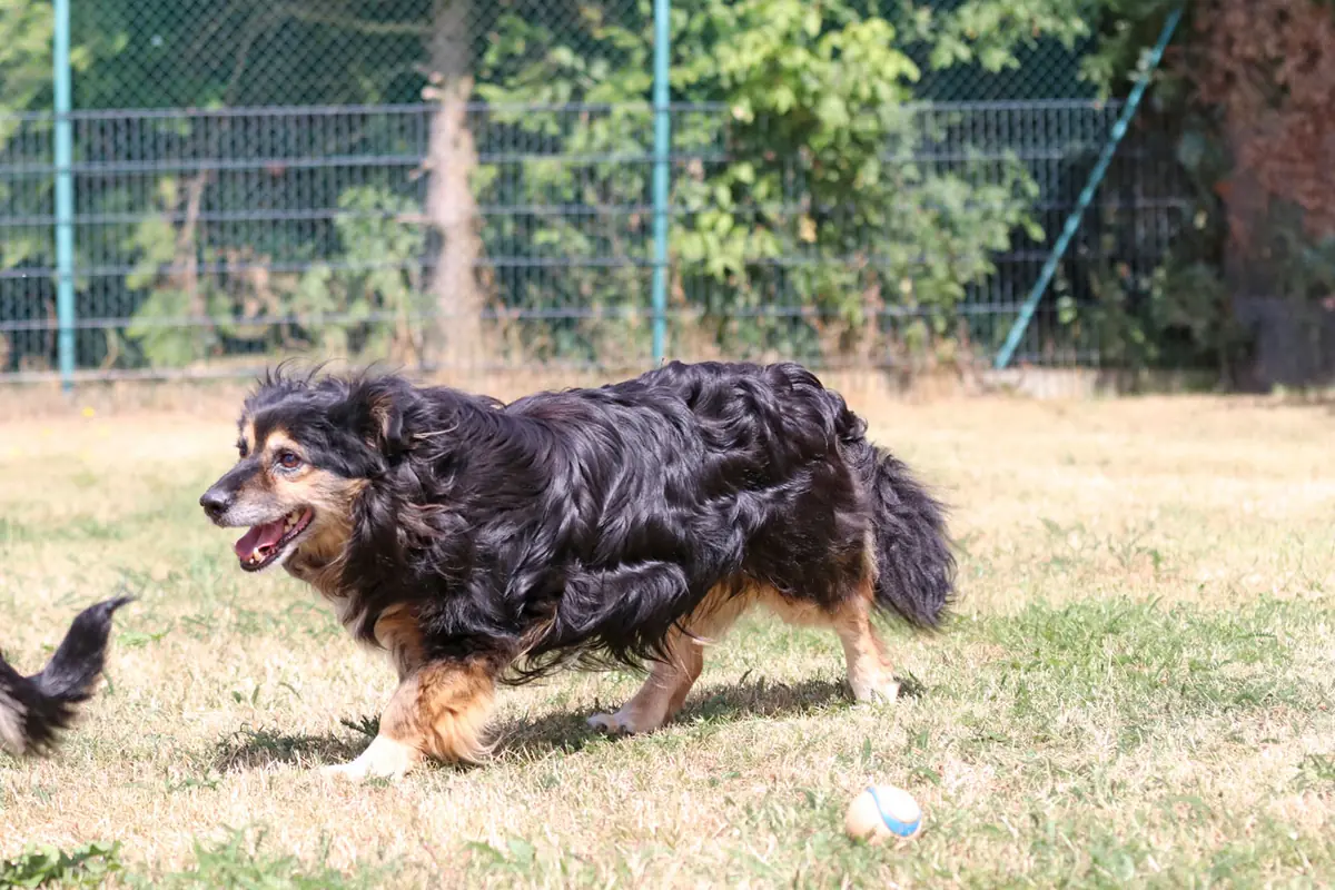 Buddy -  - Bild 6