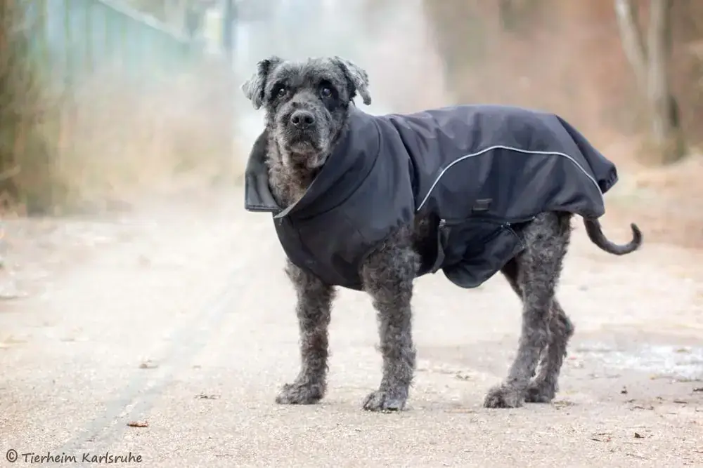 Flannigan - Bouvier des Flandres - Bild 2