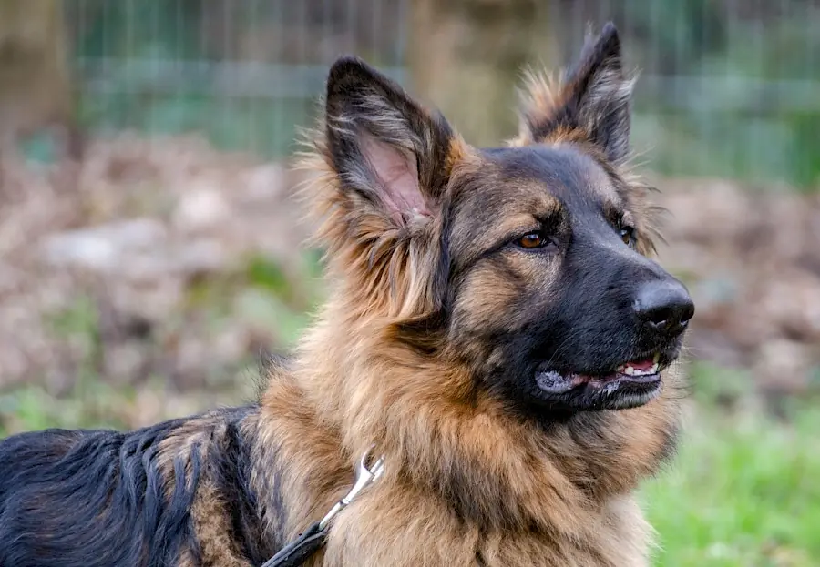 Henry - Deutscher Schäferhund - Bild 2