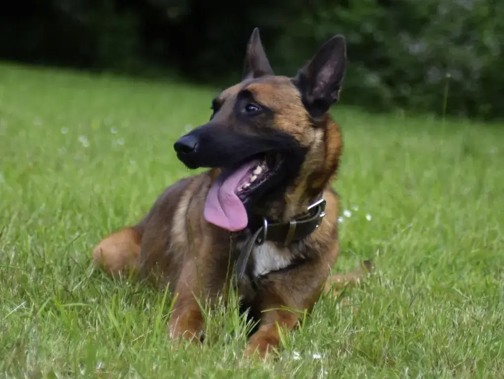Balou -  - Bild 2