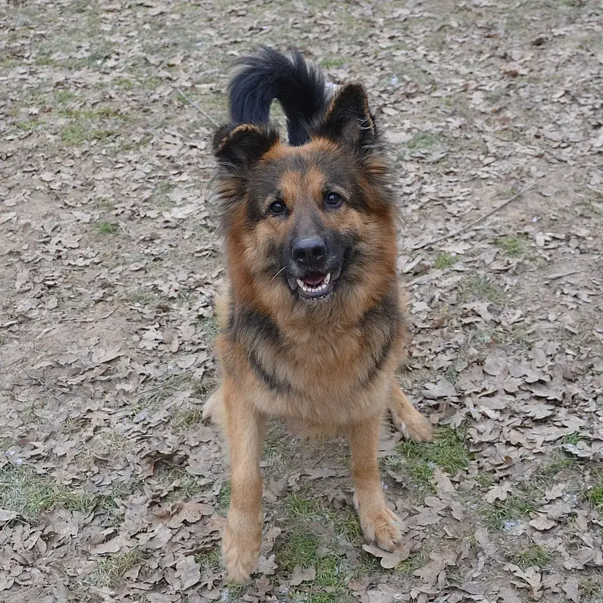 Asta - Deutscher Schäferhund - Bild 8