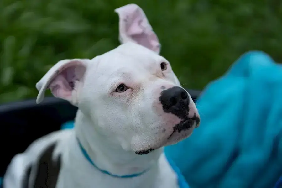 Apollo - American Staffordshire Terrier - Bild 17