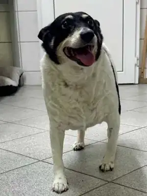 Milly – Mischling – Bild 14