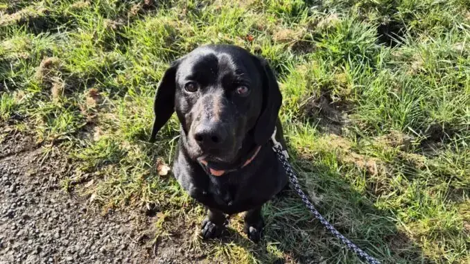 Blacky -  - Bild 1