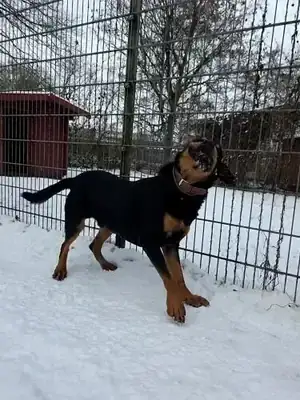 Bingo – Rottweiler – Bild 2