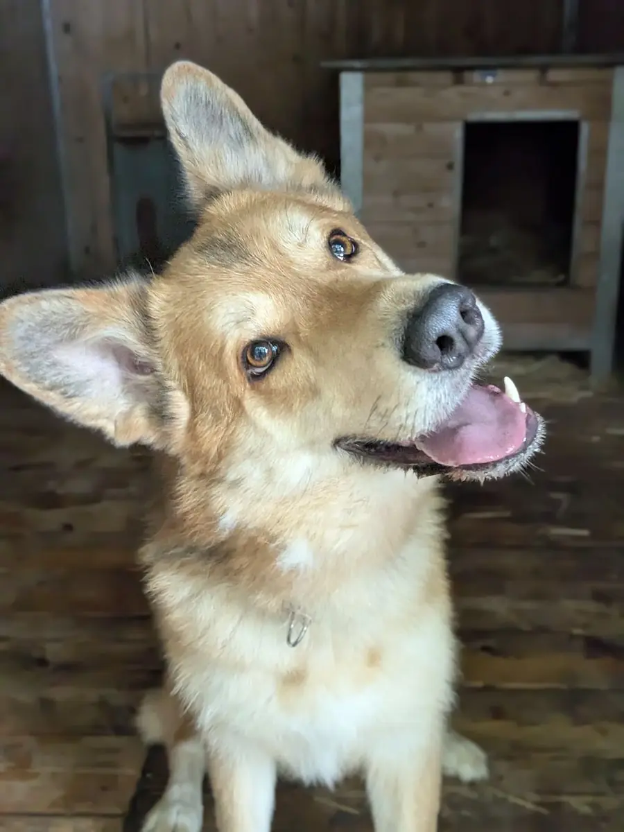 Kenma - Deutscher Schäferhund, Siberian Husky - Bild 3
