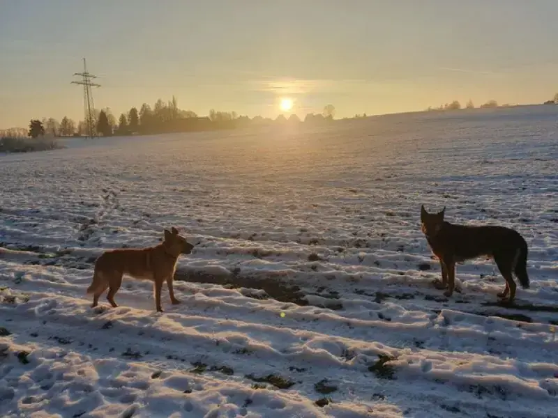 Lando -  - Bild 8
