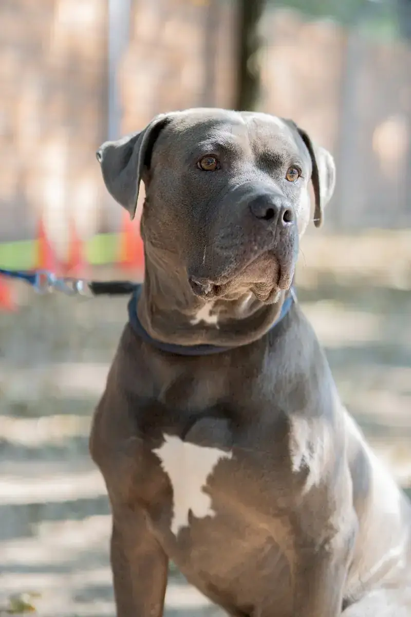 Maximus -  - Bild 4