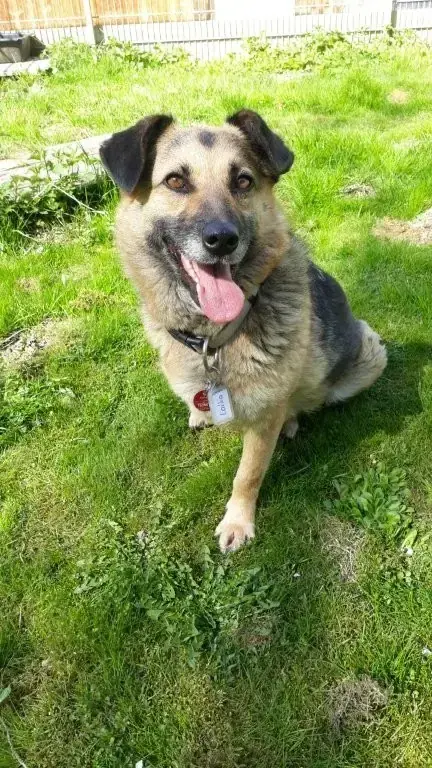 Laika -  - Bild 1