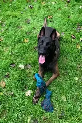 Jamie – Belgischer Schäferhund, Belgischer Schäferhund – Bild 2