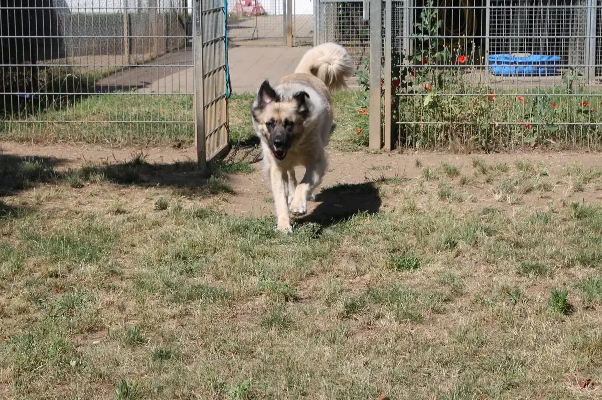 Mira - Kangal-Hirtenhund - Bild 5