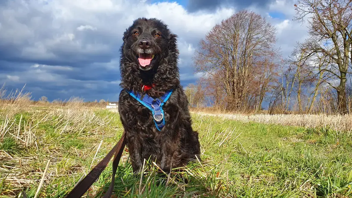 Carlo - Deutscher Schäferhund, Mudi - Bild 3