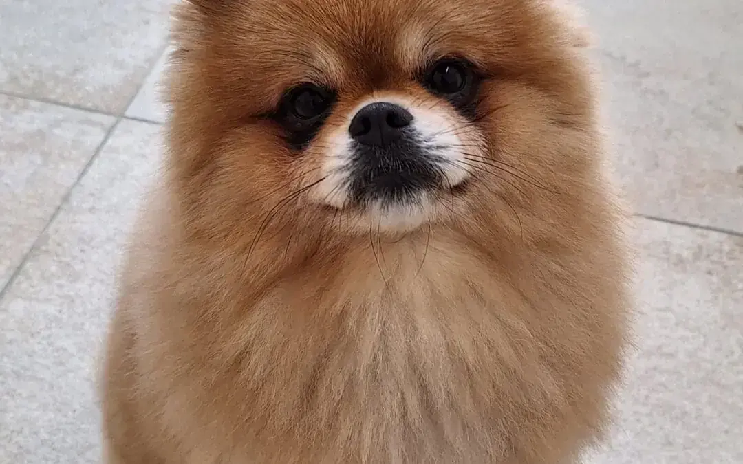 Simba -  - Bild 3