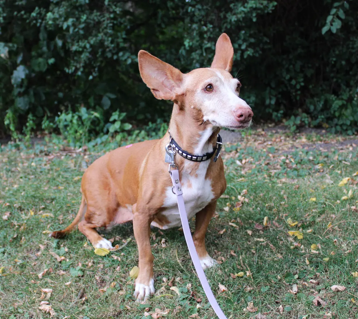 Ela - Podenco Canario - Bild 4
