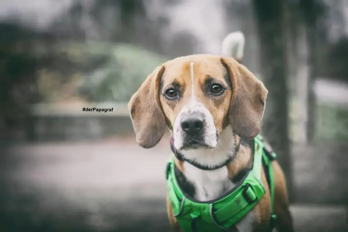 Timo - Beagle - Bild 10