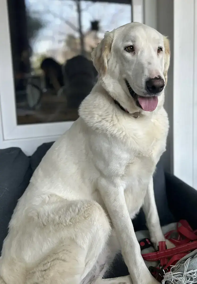 Perla – Labrador Retriever – Bild 2
