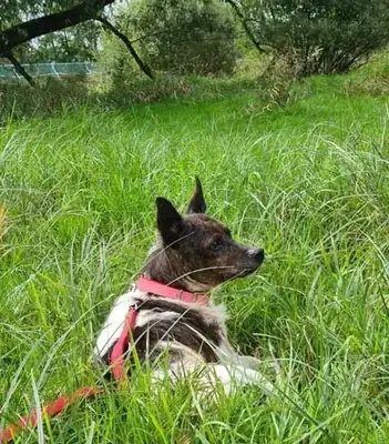 Jochen – Hund – Bild 13