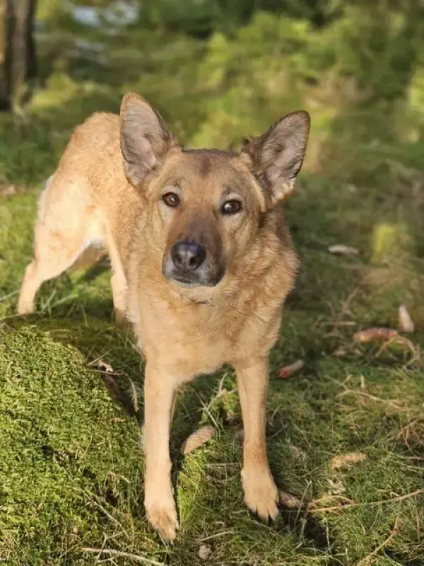 Zira -  - Bild 22