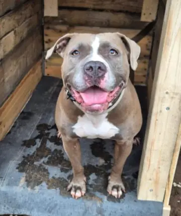 Ami - American Staffordshire Terrier - Bild 1