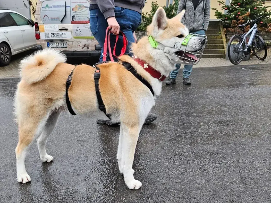Liz - Akita - Bild 5