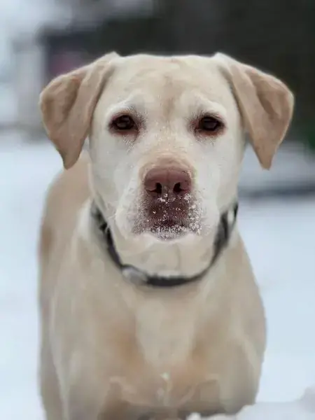 Merry - Labrador Retriever - Bild 4