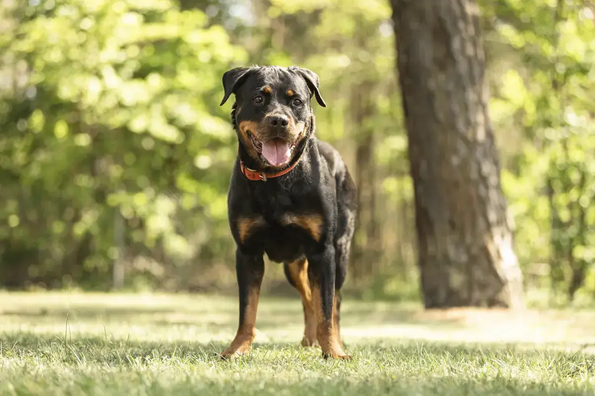 Cara - Rottweiler - Bild 4