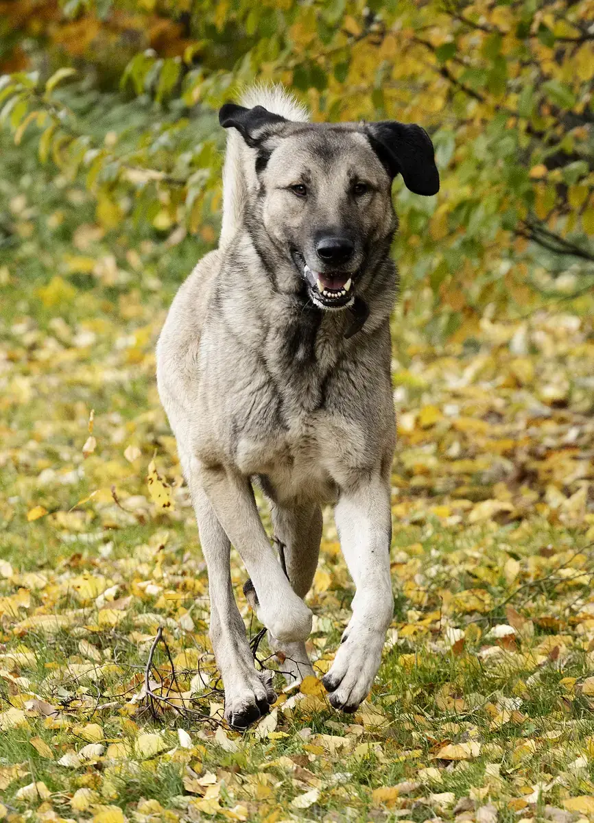 Pascha - Kangal-Hirtenhund - Bild 5