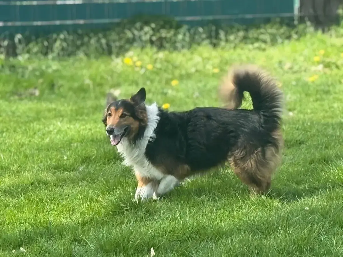 Sam - Border Collie - Bild 4