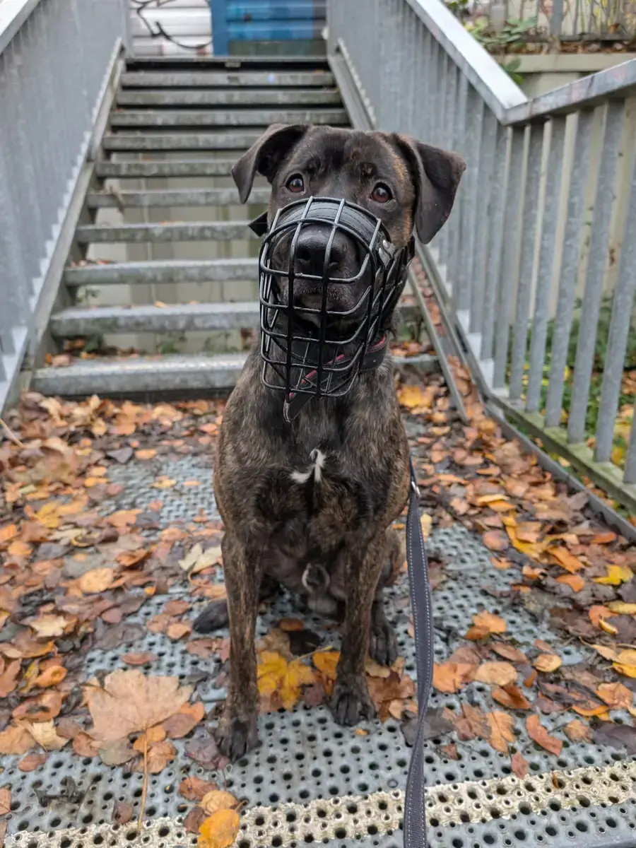 Flash - Deutscher Schäferhund - Bild 2