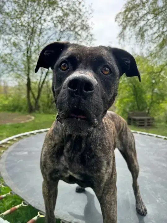 Cora - Dogo Canario - Bild 4