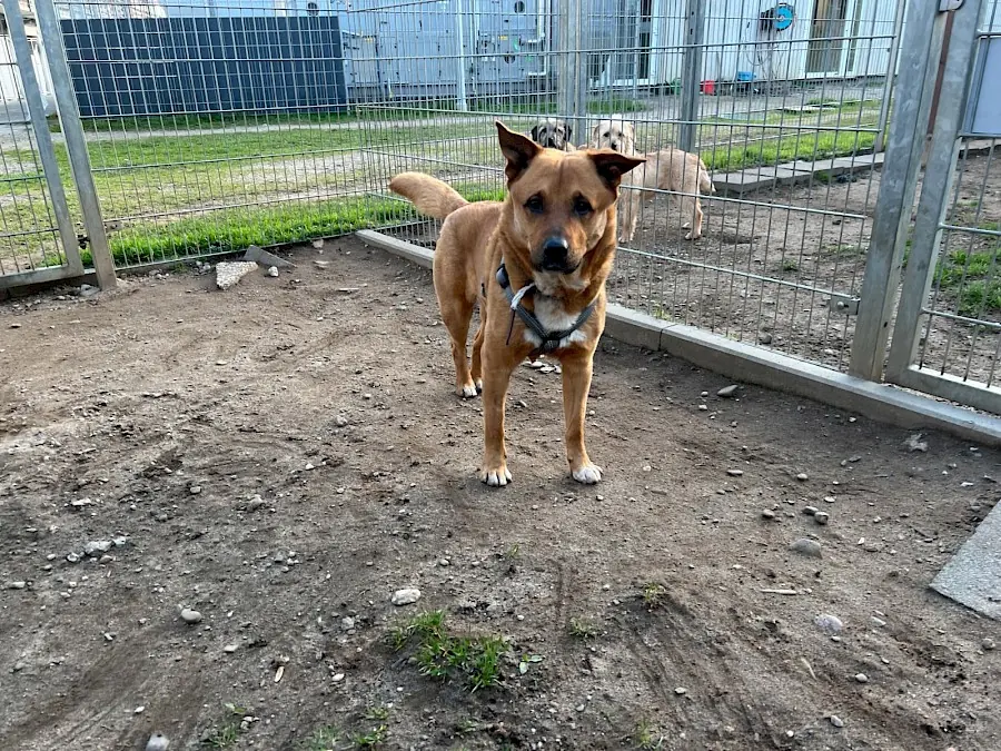 Rollo -  - Bild 4