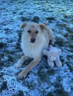 Hund Elly