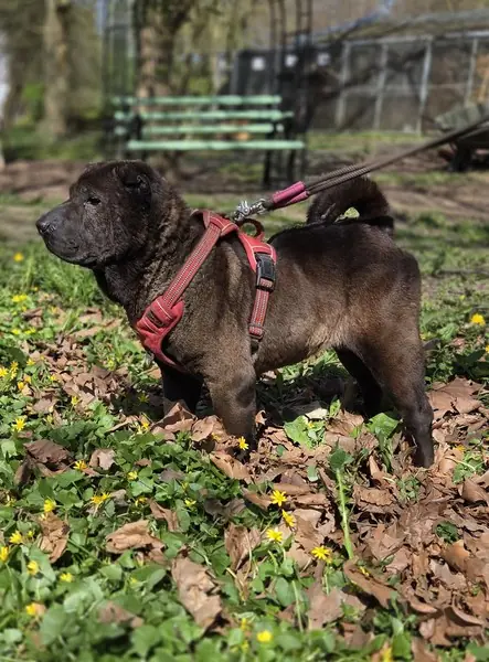 Momo - Shar-Pei - Bild 5