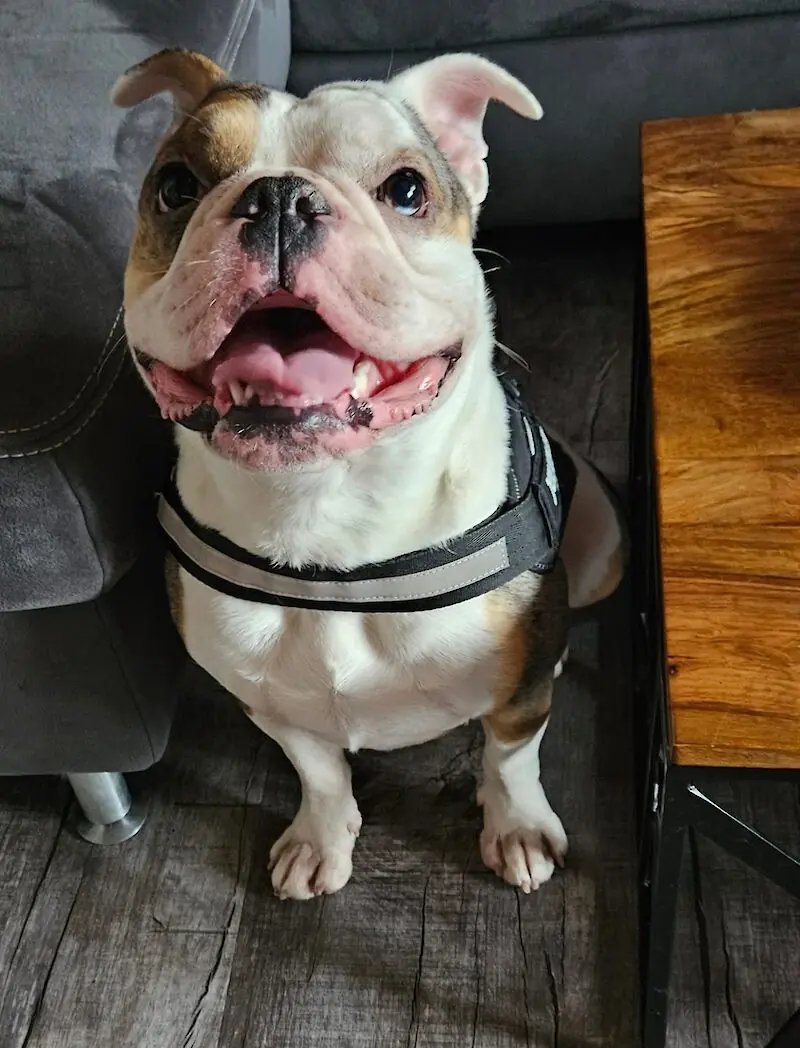 Ragnar - Englische Bulldogge, Französische Bulldogge - Bild 2
