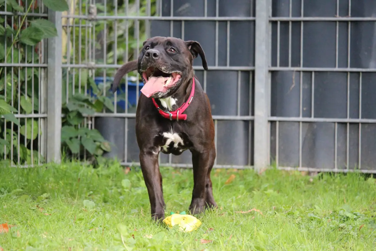 Bobby -  - Bild 4