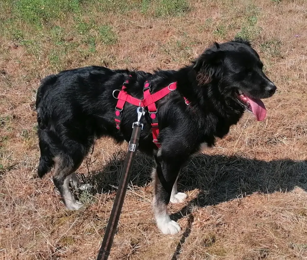 Robby -  - Bild 3
