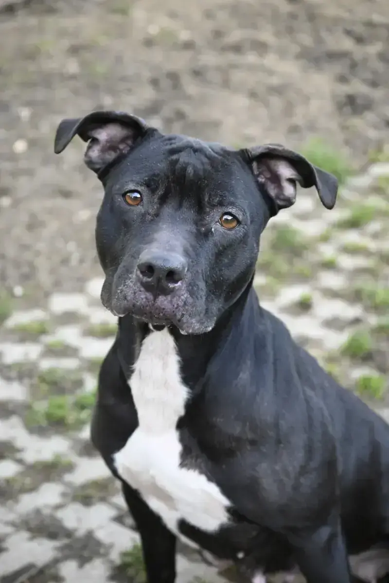 Ariya – Staffordshire Bullterrier – Bild 3