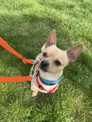 Mango – Chihuahua – Bild 3