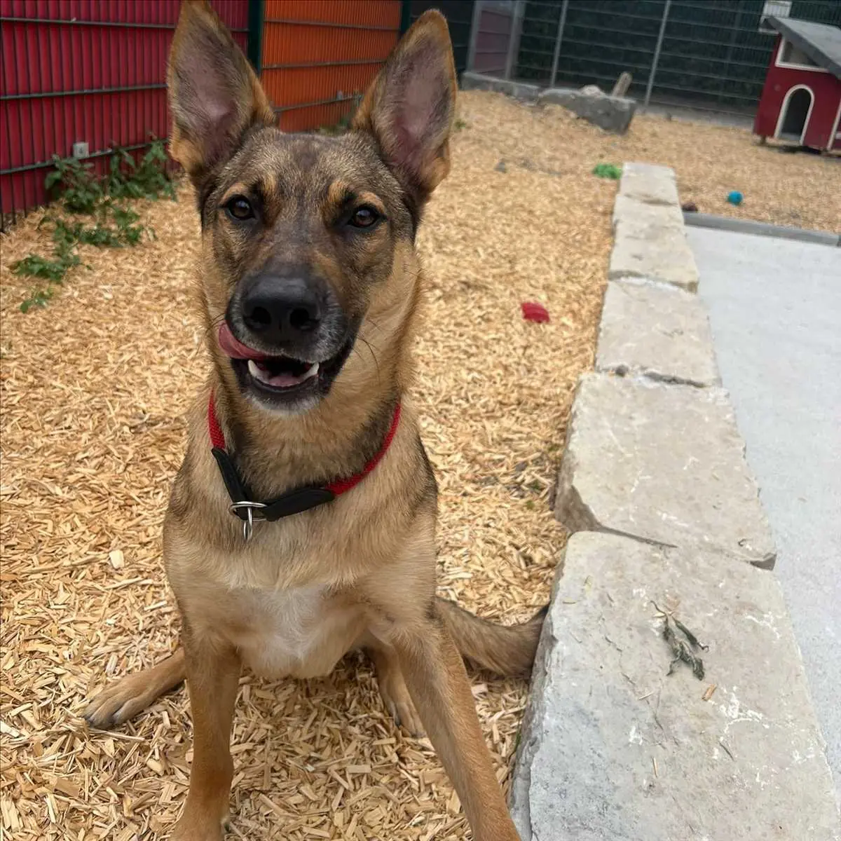 Miles - Deutscher Schäferhund - Bild 1
