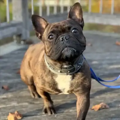 SMOKY – Französische Bulldogge – Bild 2