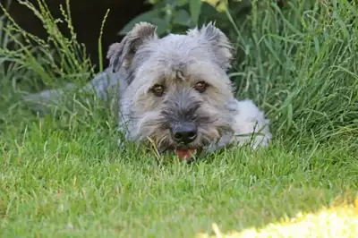 Bobby – Mischling – Bild 9