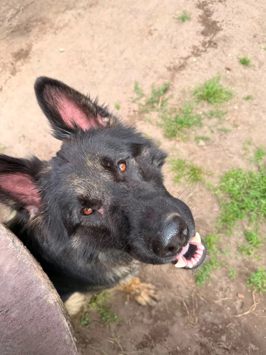 Bobby - Deutscher Schäferhund - Bild 2
