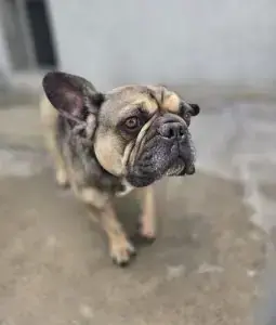 Elli - Französische Bulldogge - Bild 1