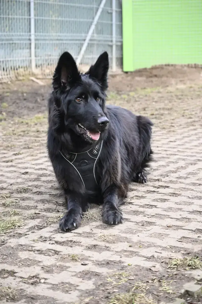 Wolly – Deutscher Schäferhund – Bild 2
